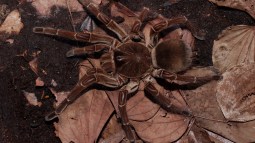 Tarántula goliat