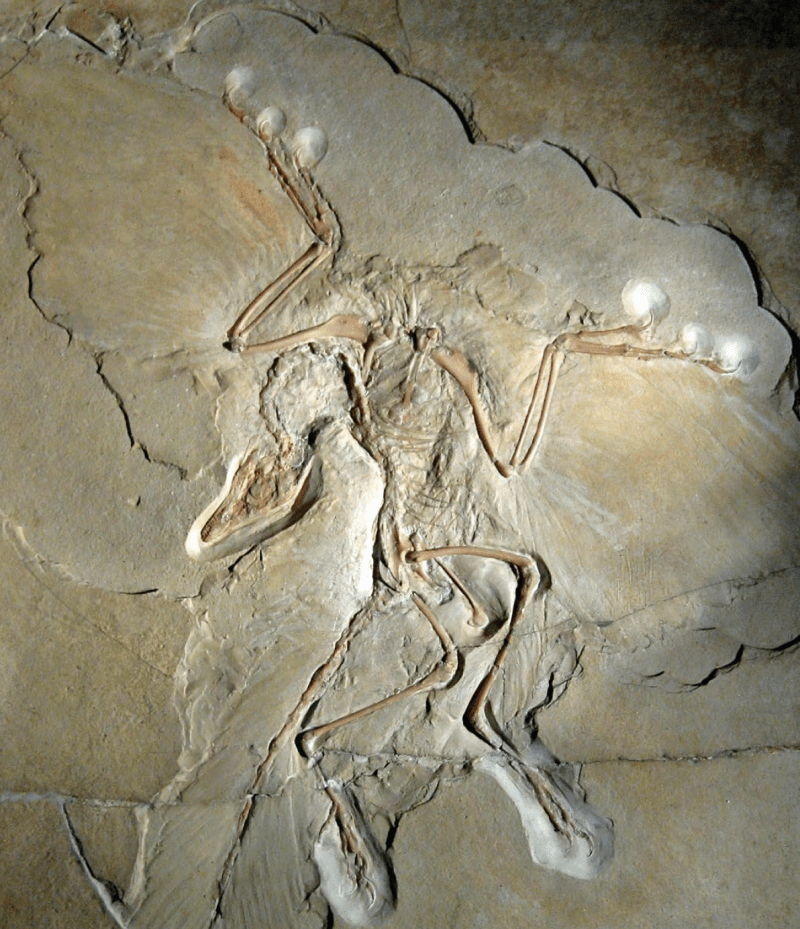 fósil-Archaeopteryx