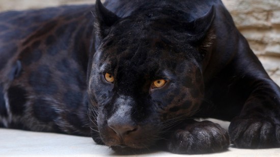 Jaguar melánico
