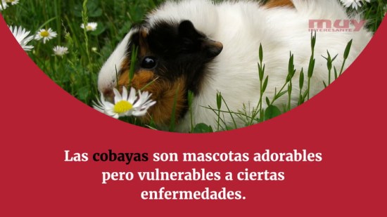 Las enfermedades más frecuentes en las cobayas y cómo prevenirlas