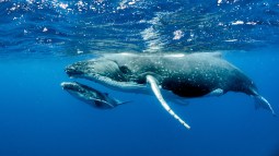 Dos ballenas jorobadas crean una espectacular espiral de Fibonacci en el océano