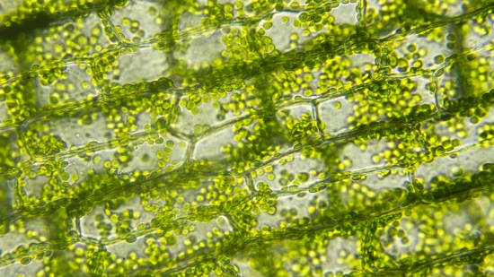 Células vegetales al microscopio