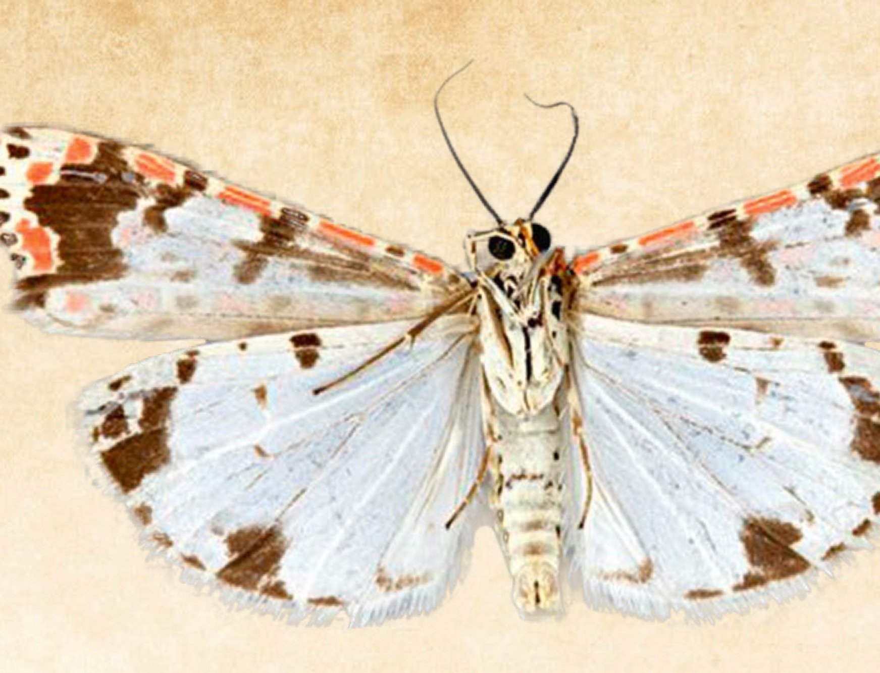 polilla-heliotropo