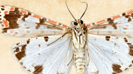 polilla-heliotropo