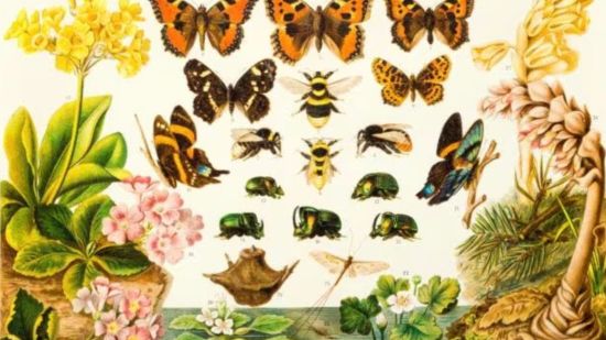 Trazando el camino de la evolución: desde Anaximandro hasta la teoría sintética