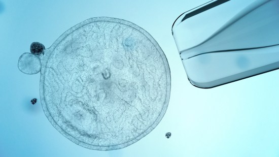 Así construiremos en el futuro un ser vivo sintético