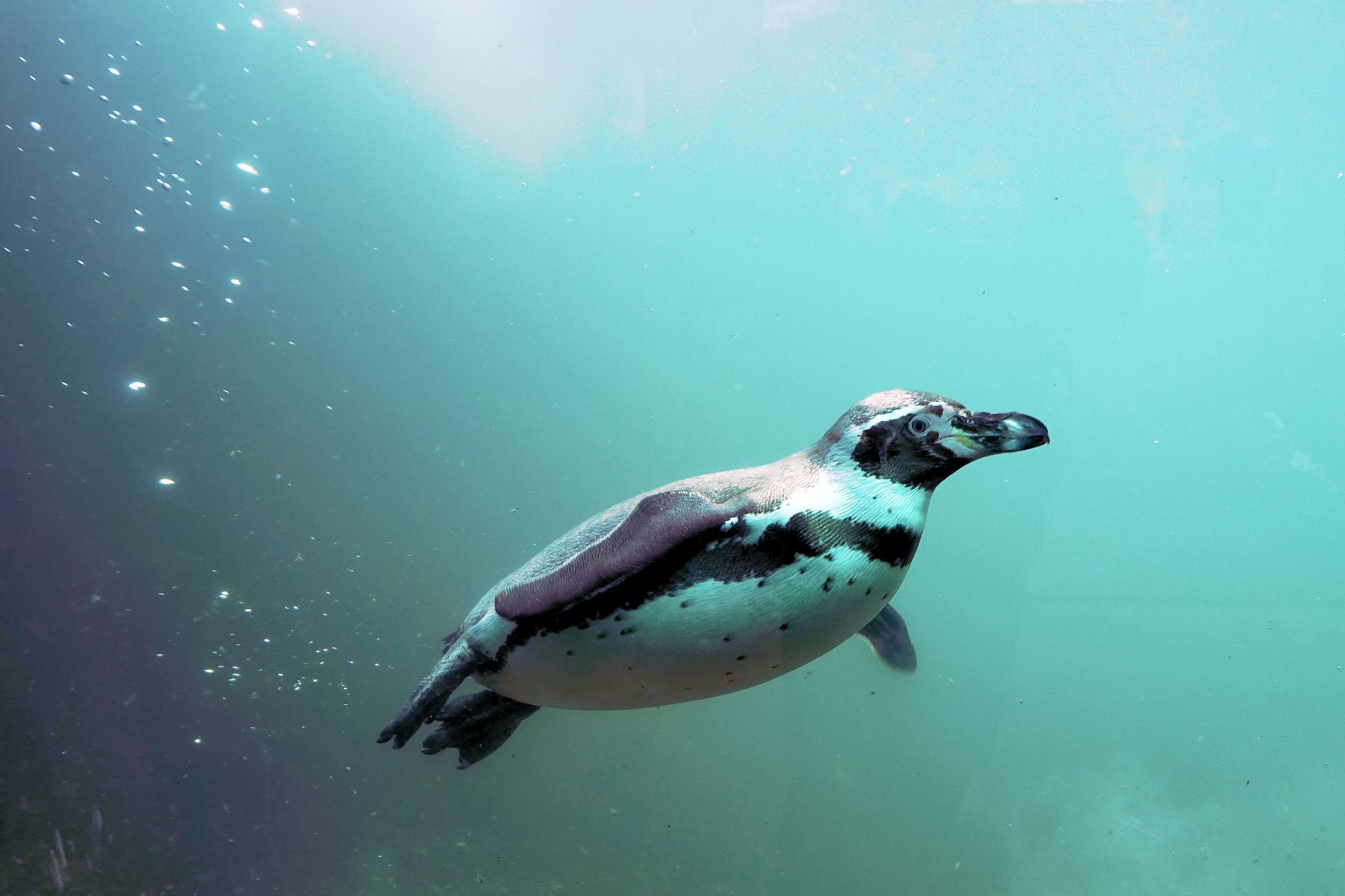 Los pingüinos que conocemos no son los auténticos