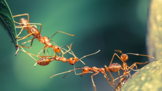 Hormigas