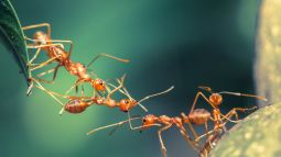 Hormigas
