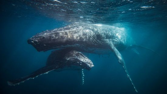 Ballenas