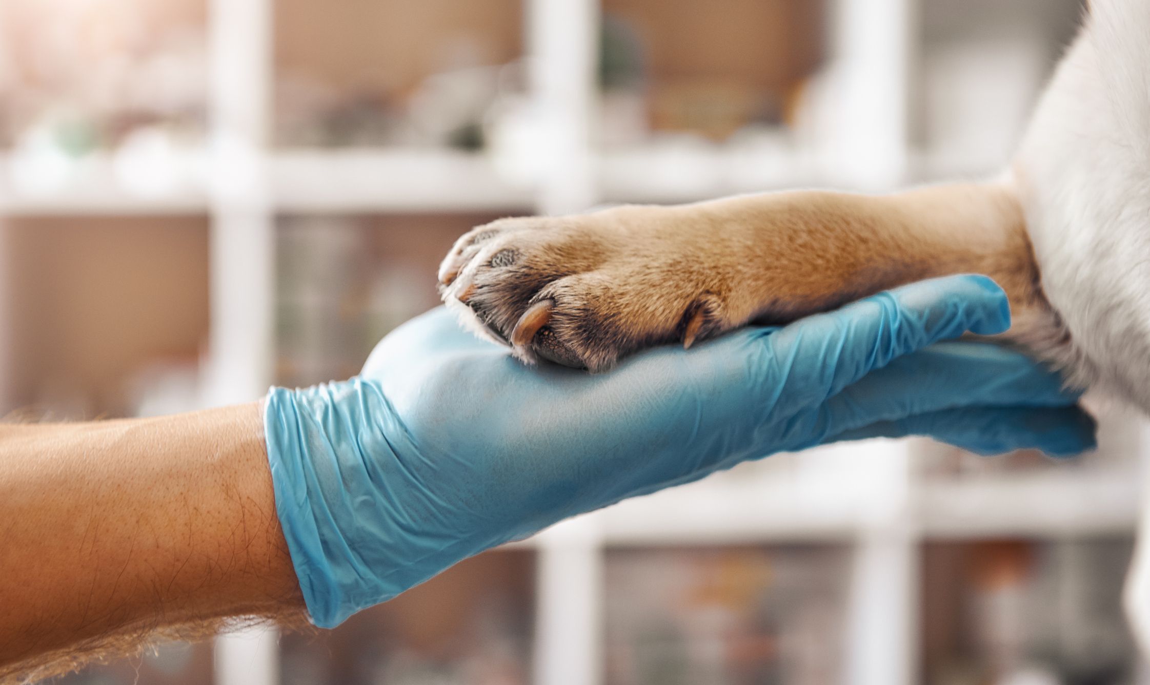 Terapia regenerativa con células madre en mascotas: la nueva arma secreta de la veterinaria