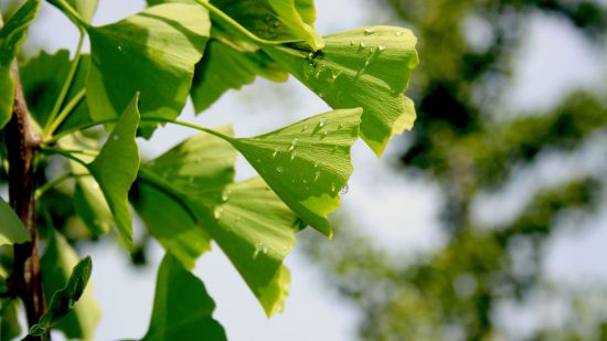 Ginkgo biloba