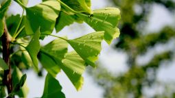 Ginkgo biloba