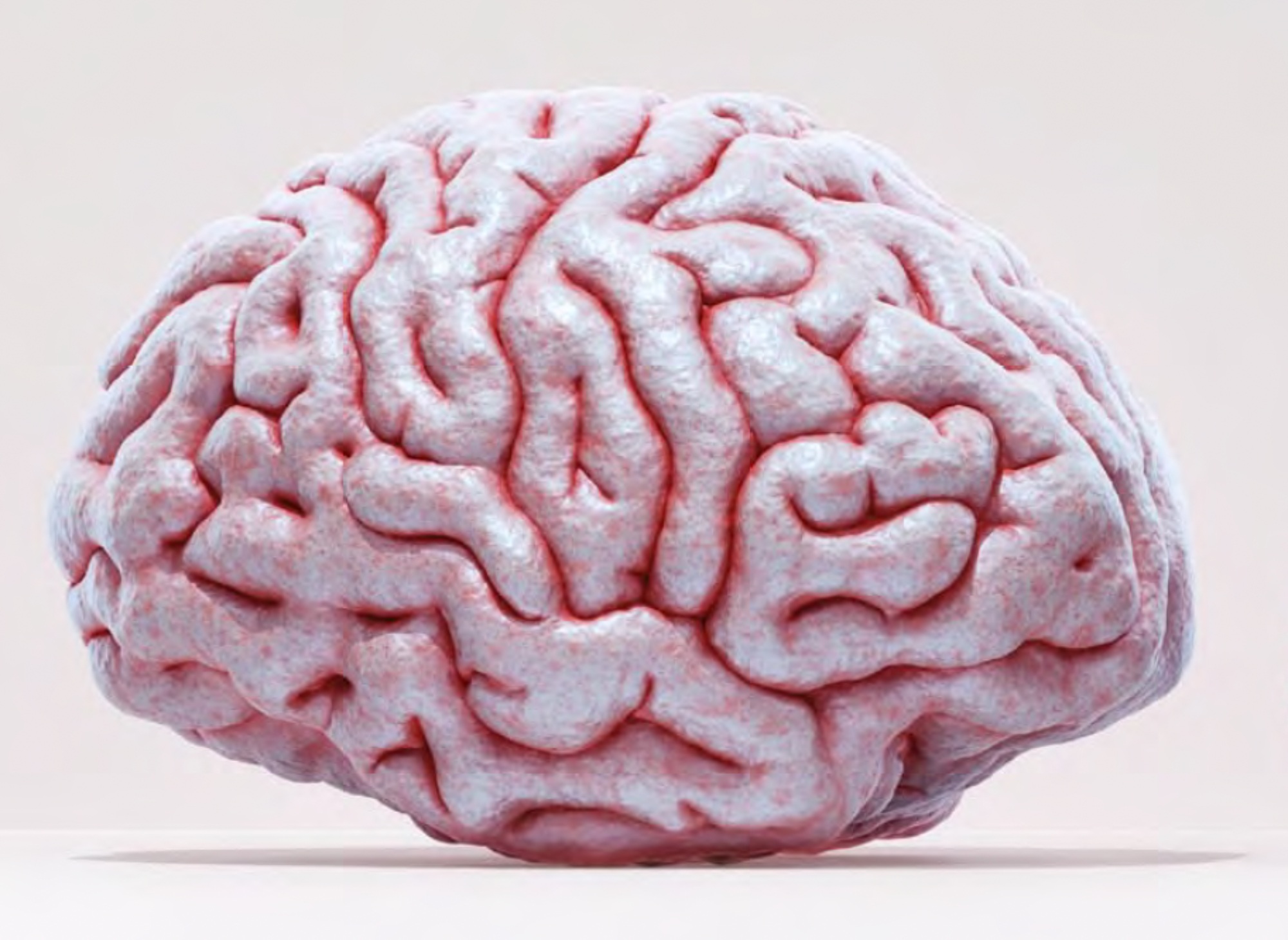 modelo-cerebro
