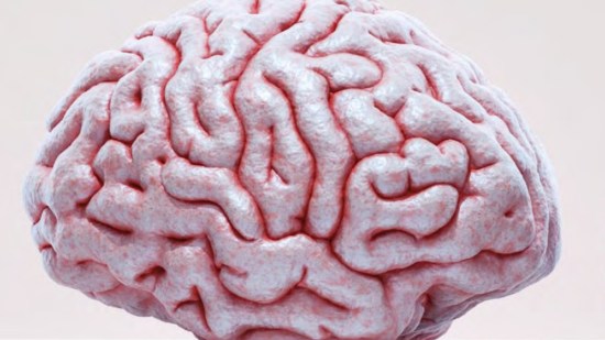 modelo-cerebro