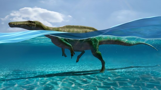 Reconstrucción de espinosáurido nadando y cómo pudo dejar sus huellas