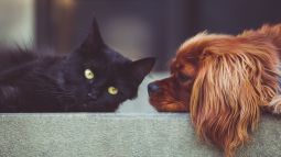 Perro y gato