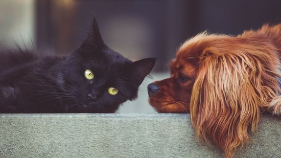 Perro y gato