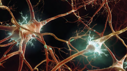 red-neuronal