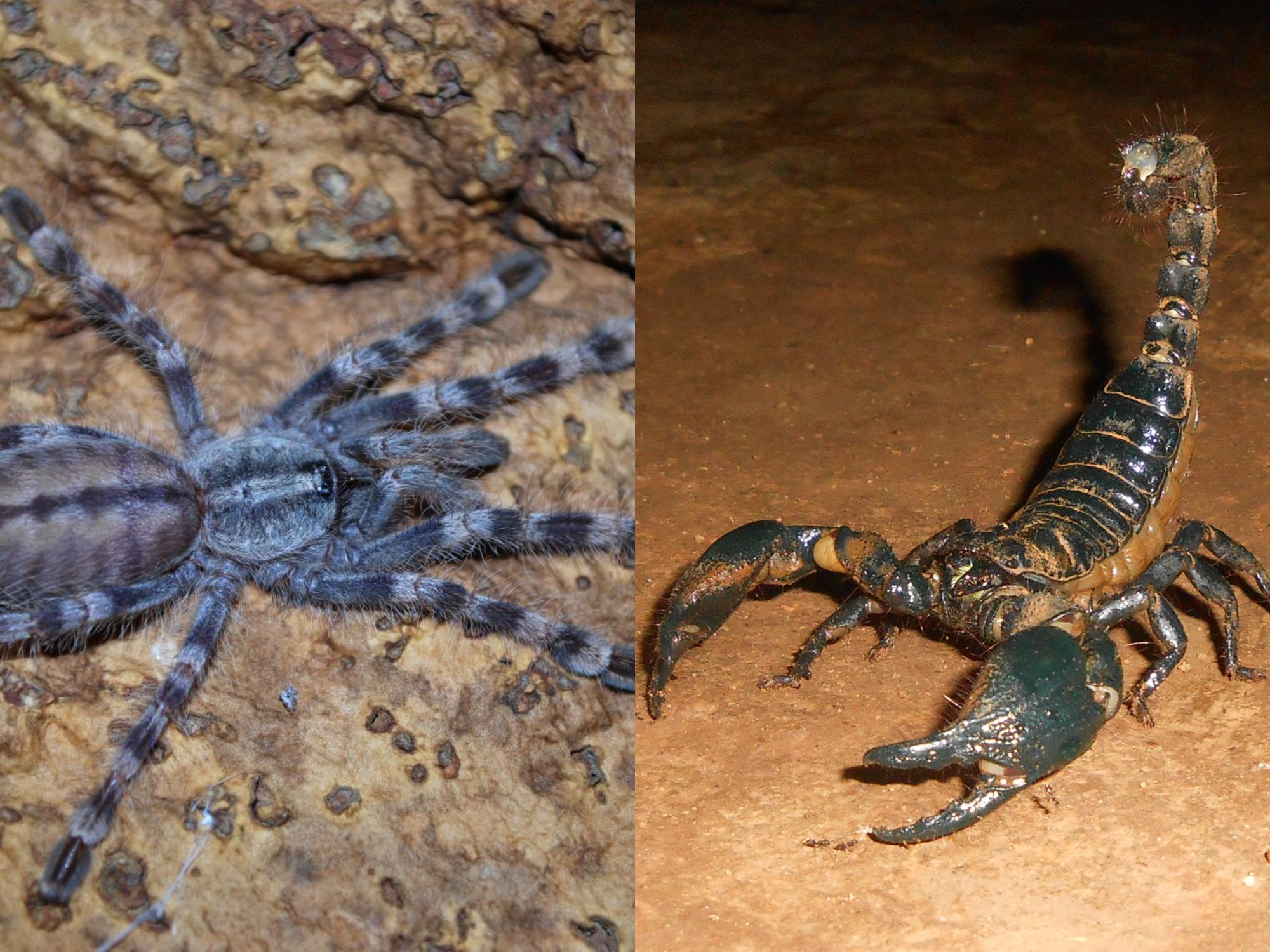 ¿Quién ganaría en una pelea, el escorpión o la tarántula?