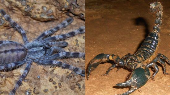¿Quién ganaría en una pelea, el escorpión o la tarántula?