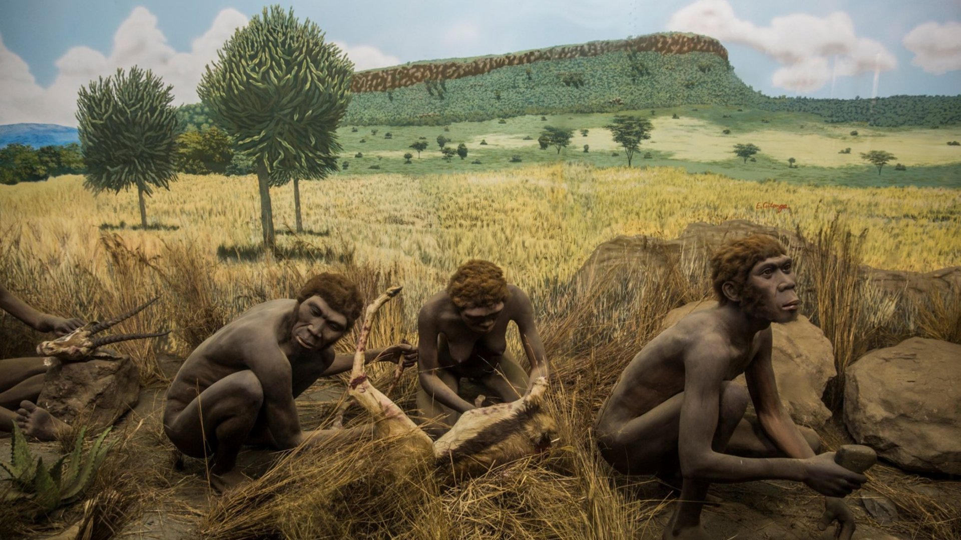 Homo habilis: los primeros pasos de la humanidad