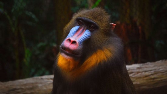 Mandril