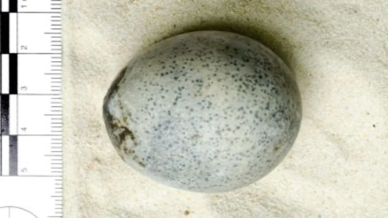 Hallan un huevo de gallina de hace casi 2.000 años totalmente intacto