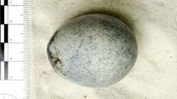 Hallan un huevo de gallina de hace casi 2.000 años totalmente intacto