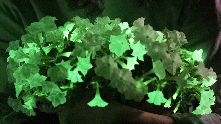 Petunia bioluminiscente