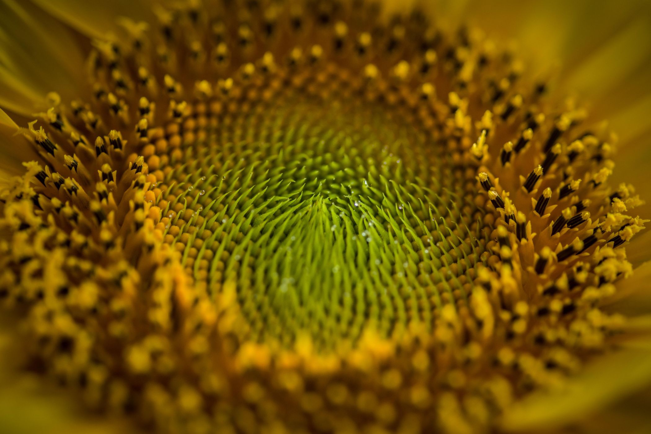 El heliotropismo del girasol: siguiendo al sol con la mirada