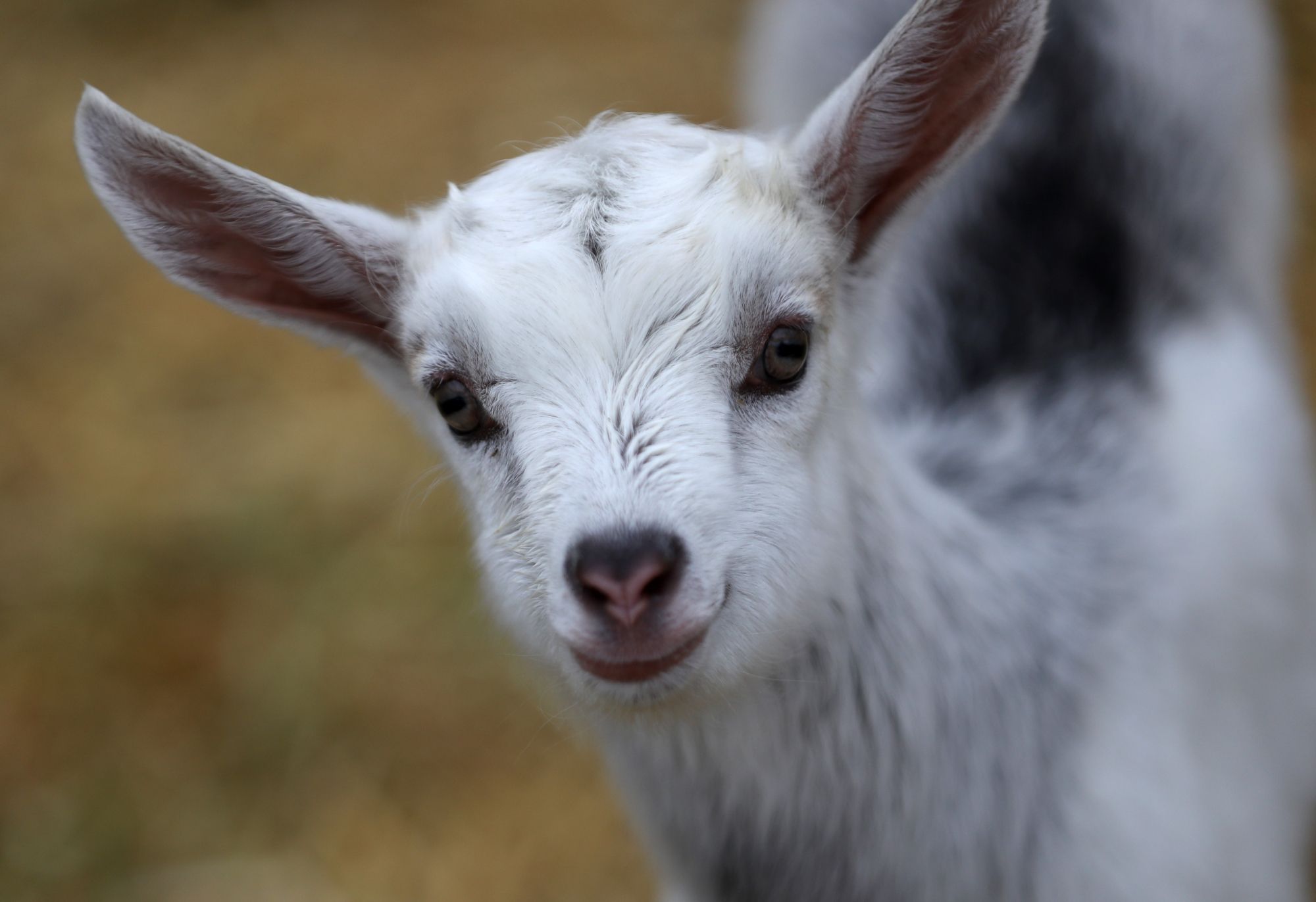 Las cabras son tan inteligentes y cariñosas como los perros, según la ciencia