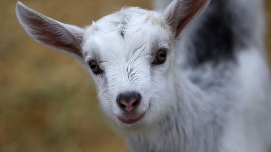 Las cabras son tan inteligentes y cariñosas como los perros, según la ciencia