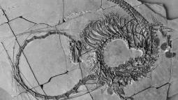 ¿Un 'dragón' fosilizado? Los paleontólogos descubren un raro dinosaurio de hace 240 millones de años
