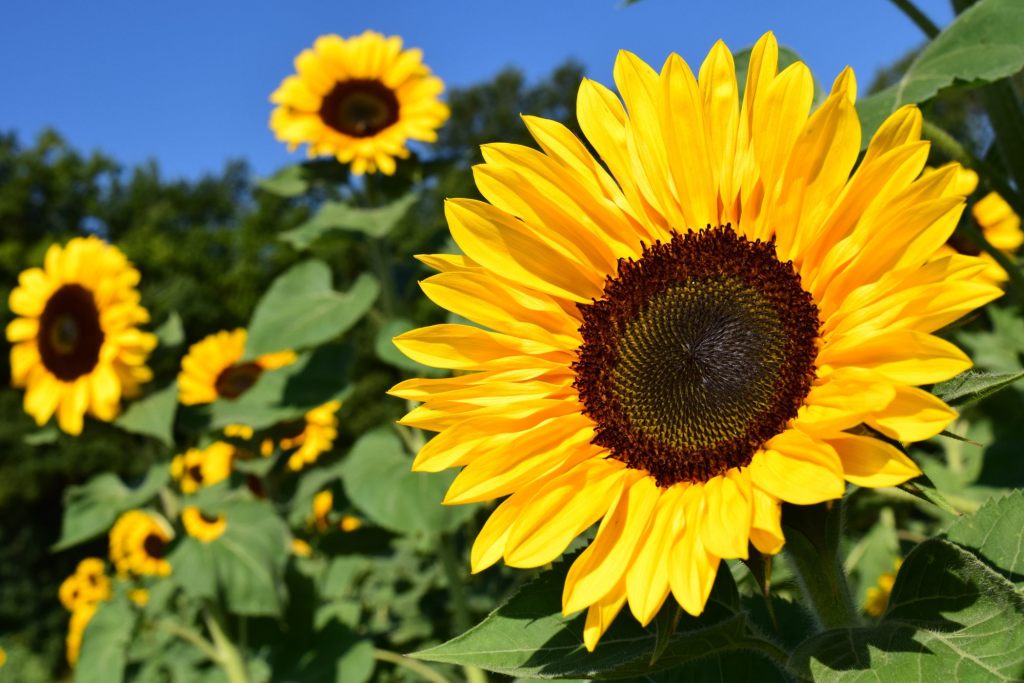 Girasol