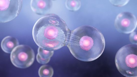 Meiosis