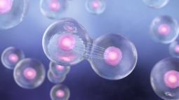 Meiosis