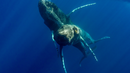 Captan el primer apareamiento de ballenas jorobadas y resultan ser dos machos