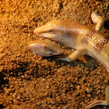 Peces de las arenas