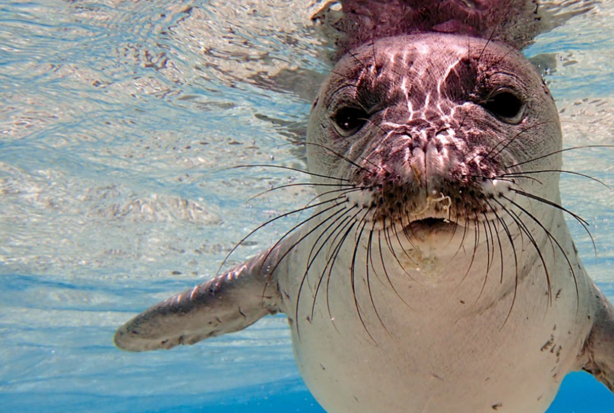 foca-oceano