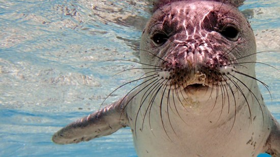 foca-oceano