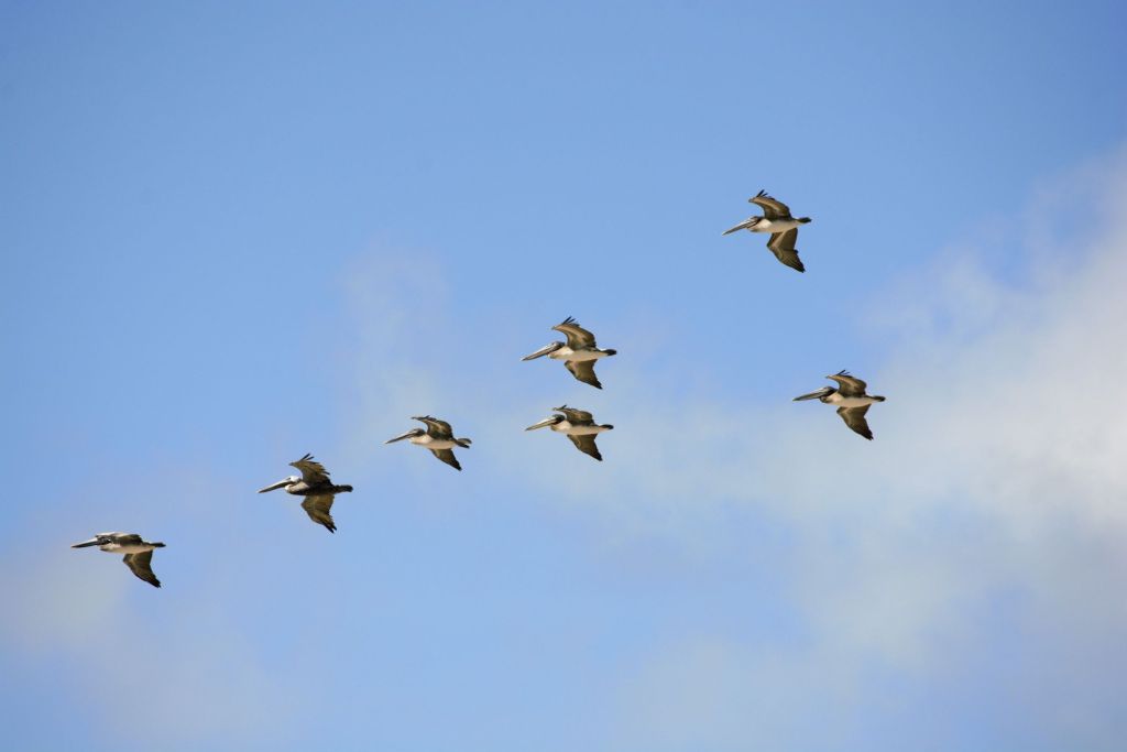 vuelo en V de aves migratorias