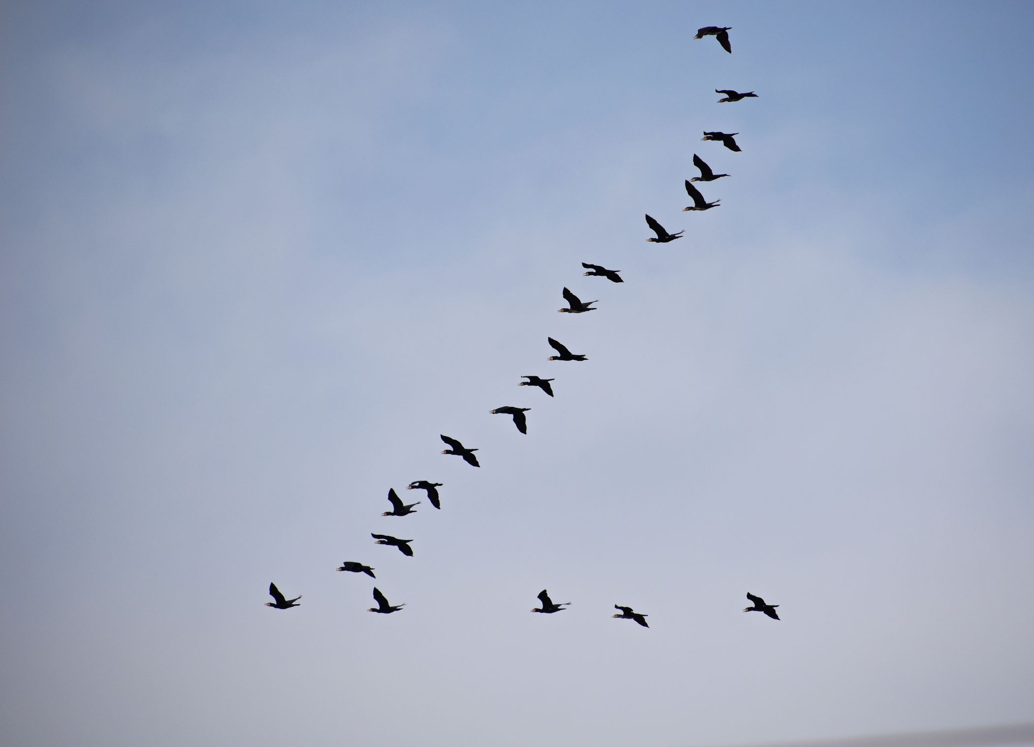 Aves volando en forma de V