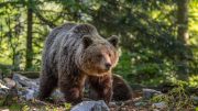 Oso pardo esloveno