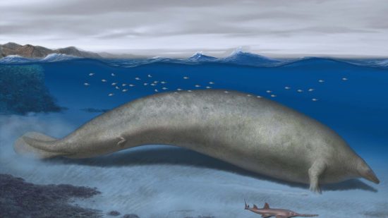 ¿Recuerdas al animal más pesado del mundo? Pues nunca lo fue