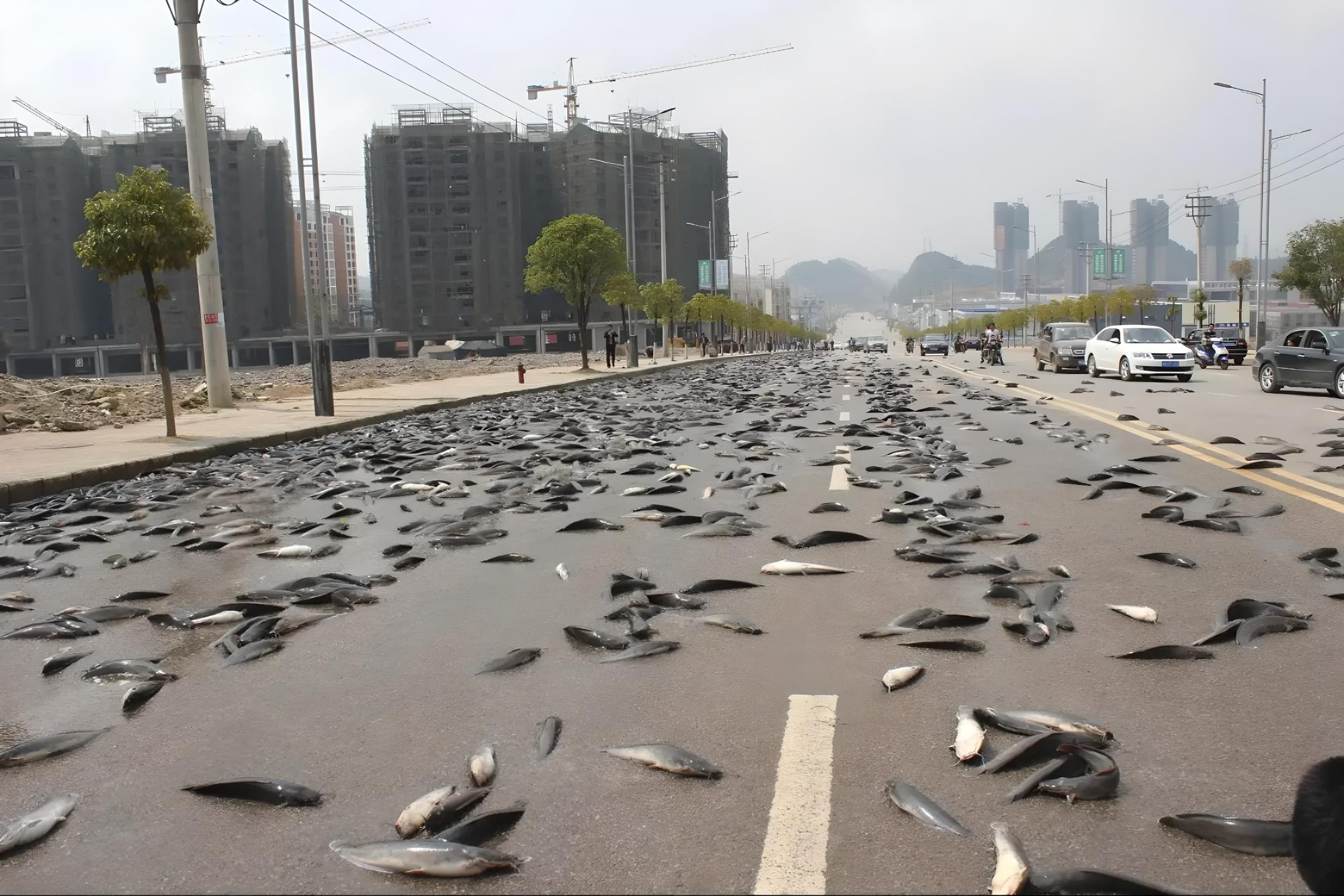 Peces del cielo