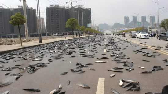 Peces del cielo