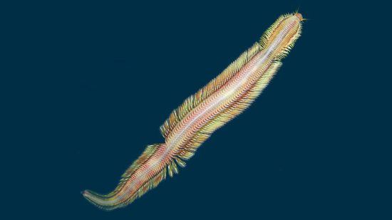Descubren una hipnotizante especie de gusano de aguas profundas