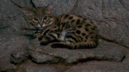 Gato patinegro
