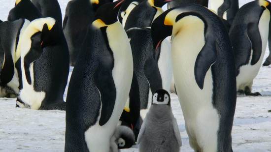 El padre de pingüino